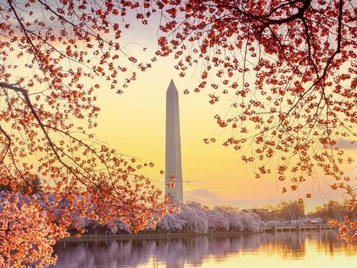 Washington Monument during the Cherry Blossom Festival. Washington, D.C. in USA