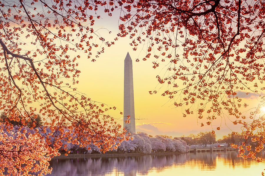 Washington Monument during the Cherry Blossom Festival. Washington, D.C. in USA